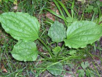 /album/decouvertes-en-balade/balades-plantes-juin-061-jpg/